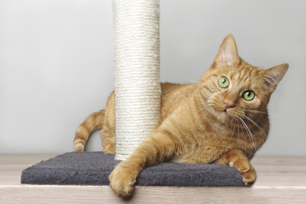 Cute ginger cat lying on scratching post and looking curious to the camera.