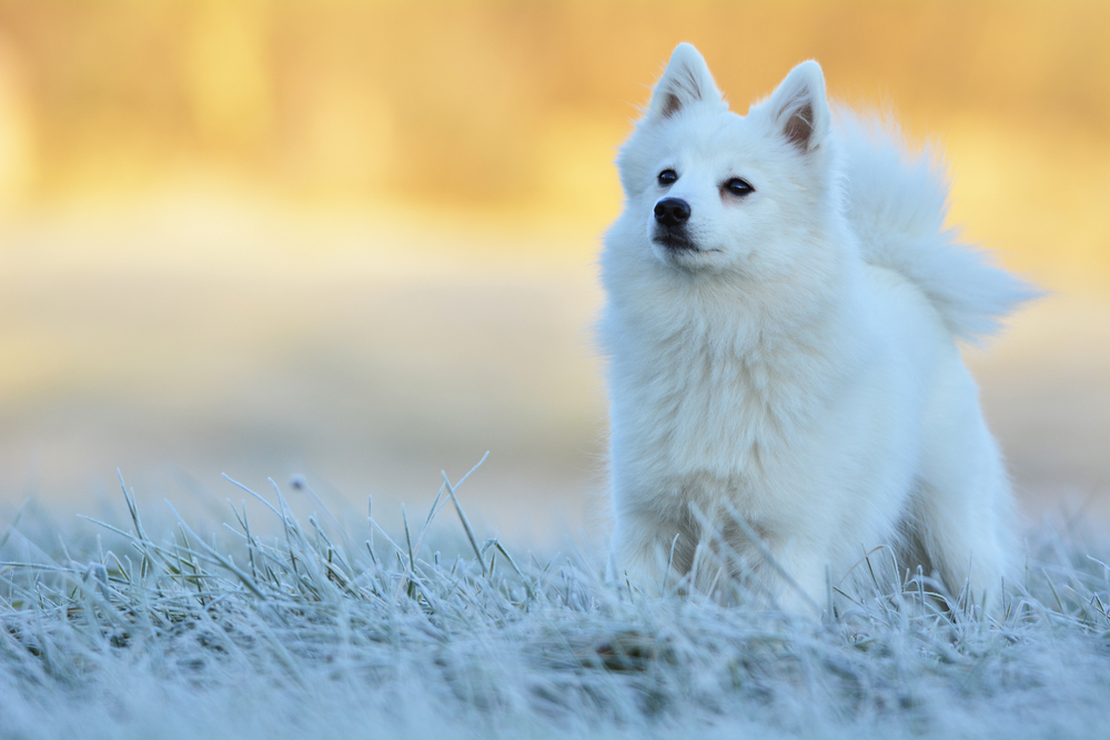 Miyu, young female Japanese Spitz, focused on her owner on a frosty winter morning.