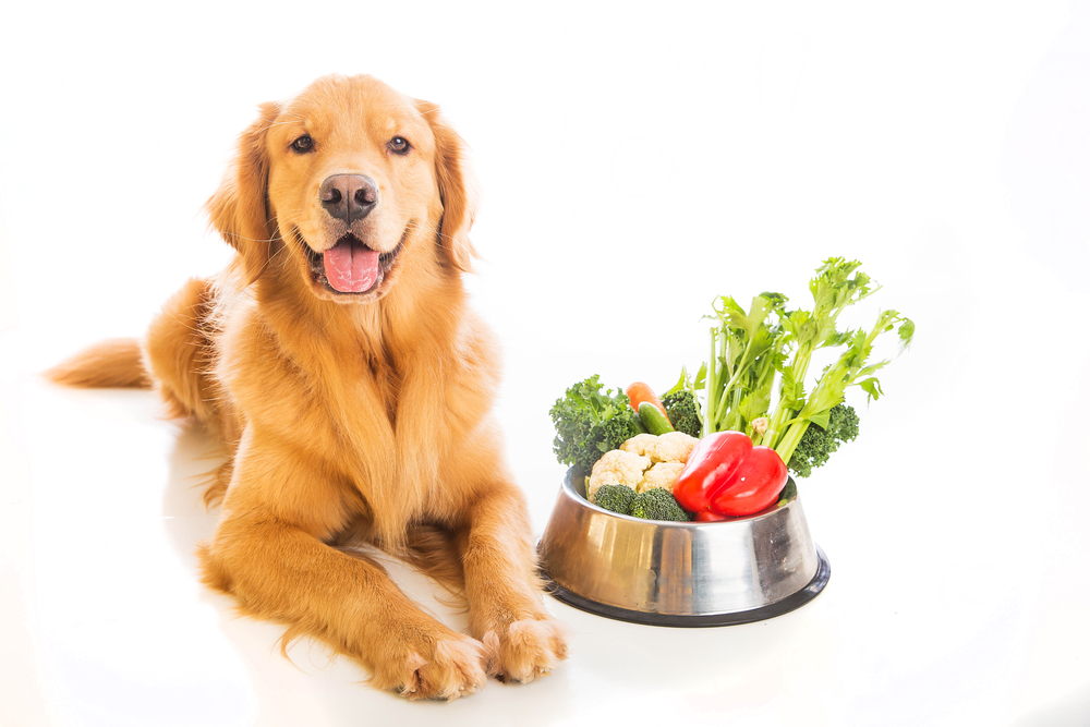 【獣医師監修】犬が食べてもいい野菜とは？犬と野菜の重要性を紹介！【2023年版】