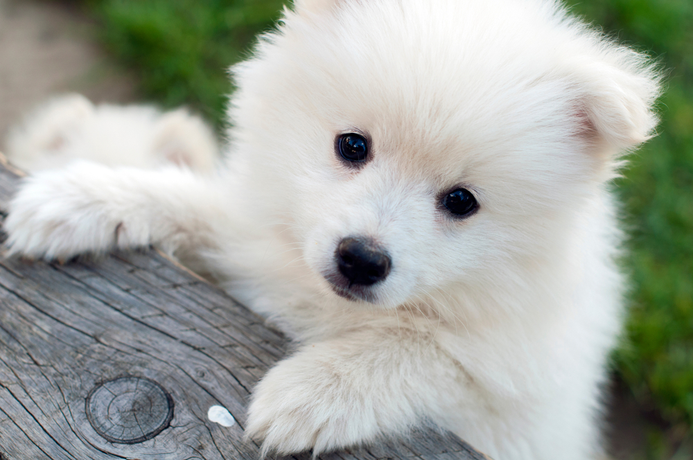シベリアンハスキーとポメラニアンのミックス犬「ポンスキー」ってどんな犬？性格や特徴を紹介！