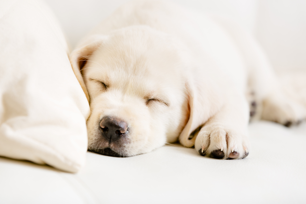 Close up of sleeping puppy of labrador on the white leather sofa