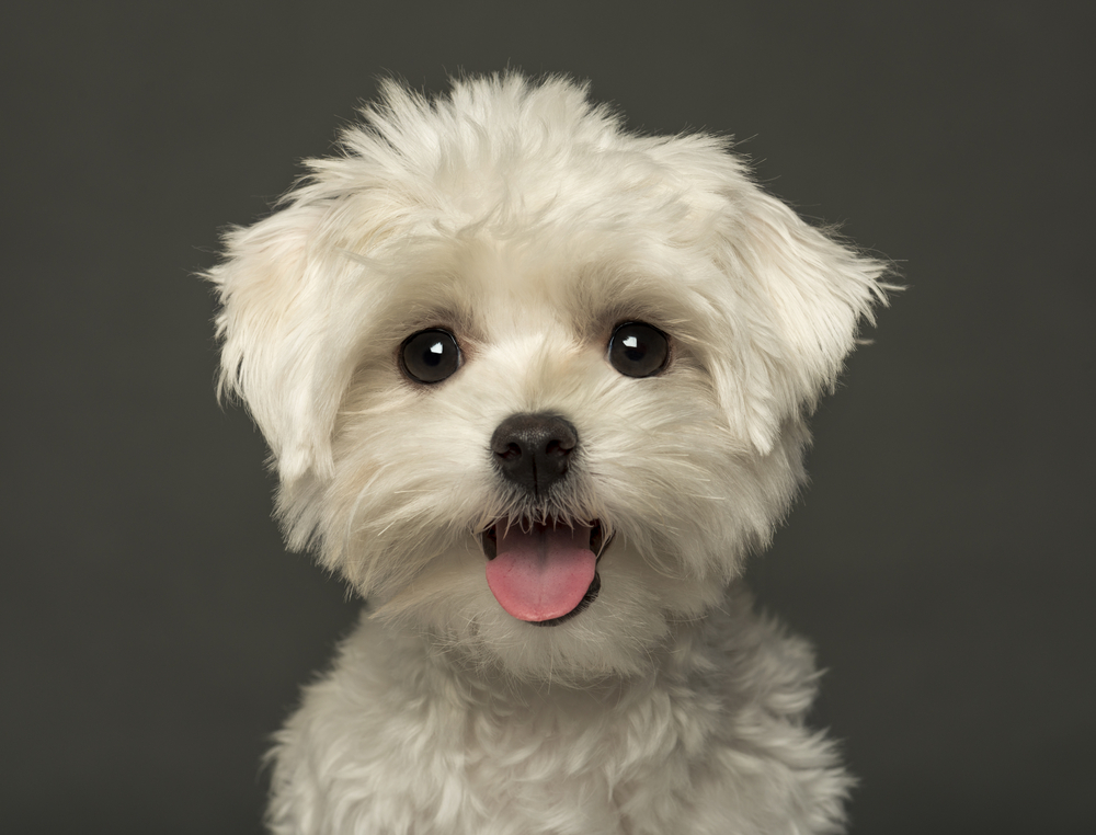 Close-up of a Maltese puppy panting, looking at the camera, isolated on a grey background