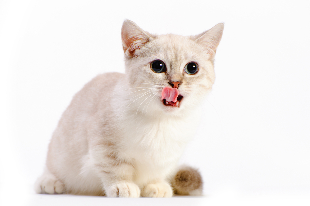 beautiful munchkin cat in studio on white background