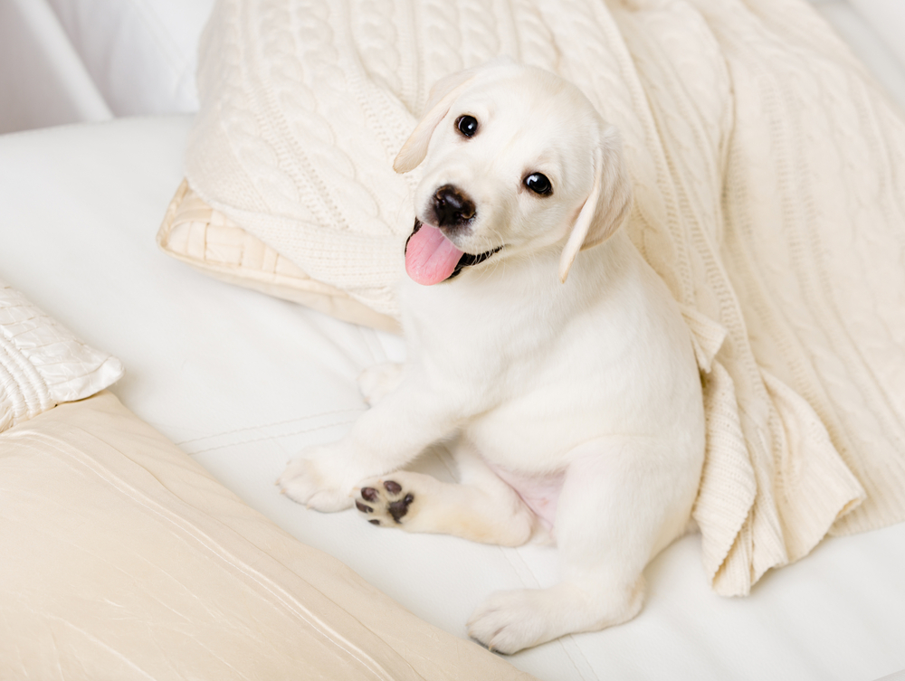 Close up of happy puppy of labrador sitting on the white leather sofa