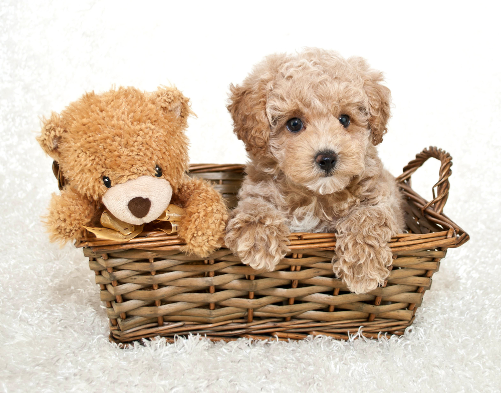 A sweet Poodle puppy sitting in a basket with a cute teddy bear, on a white background.