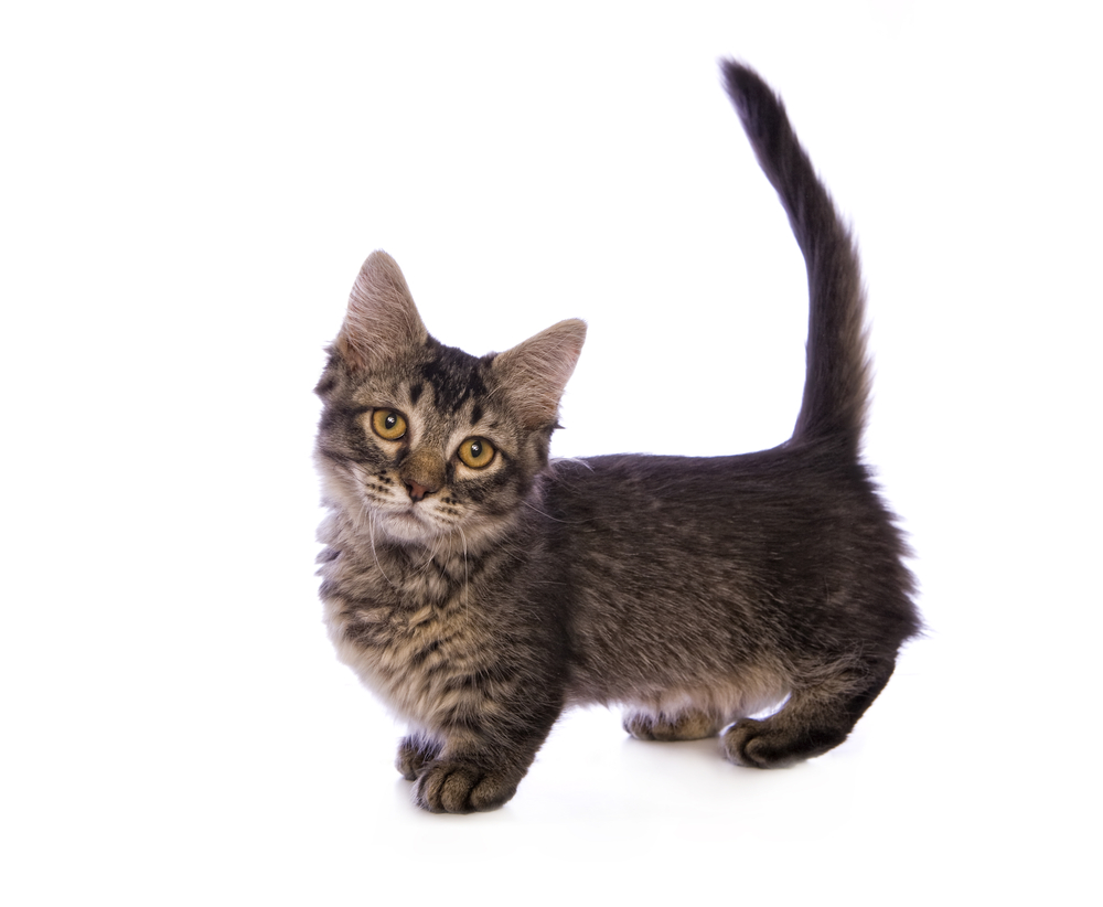 Cute tabby Munchkin cat with big gold eyes side view isolated on white background
