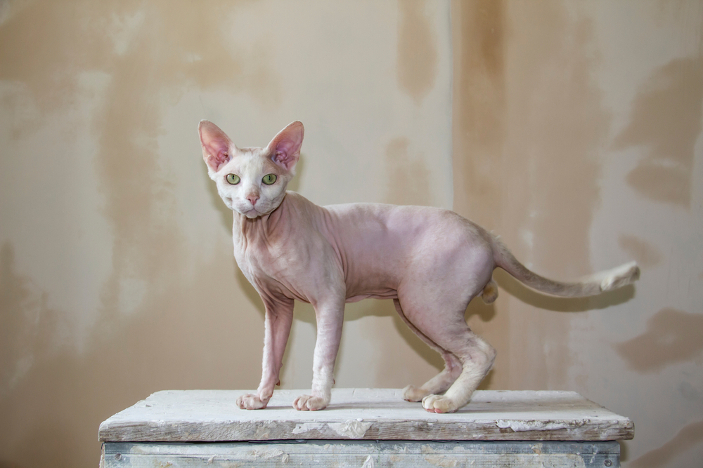 Sphinx hairless cat, hairless, anti-allergenic cat, pet against a painted wall. Beautiful cat with hairless skin.