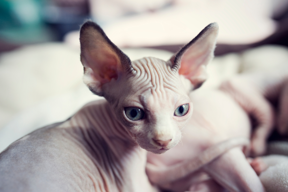 Tired sleepy kitten looks around. Portrait sphynx young cat in bed. Naked hairless domestic cat breed with beautiful blue eyes. Small sweet kitty.