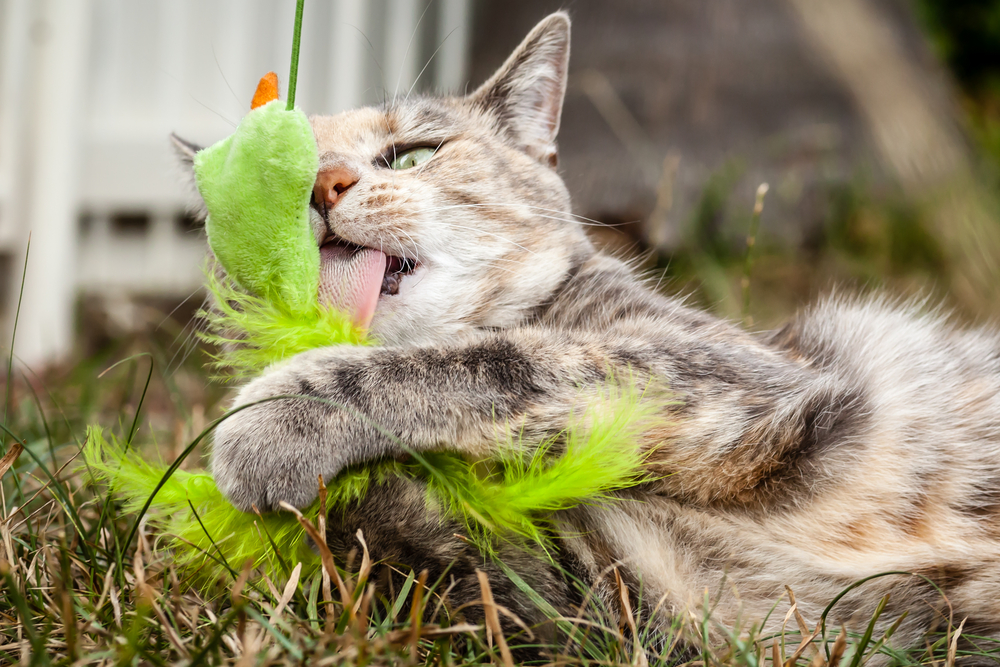葉っぱのおもちゃで遊ぶ猫