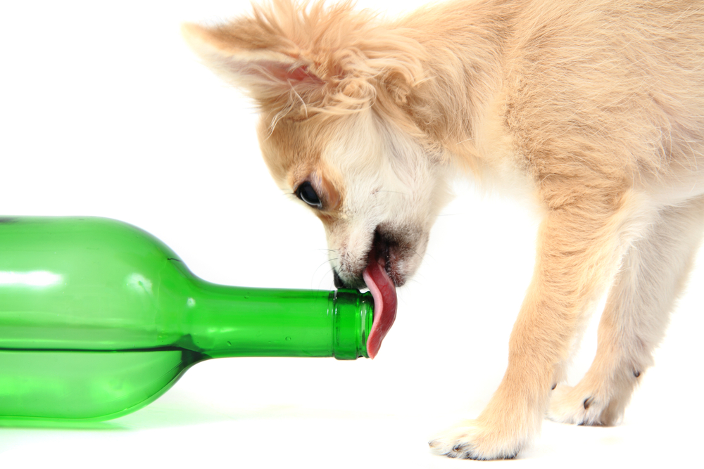 ワインの瓶を舐める犬