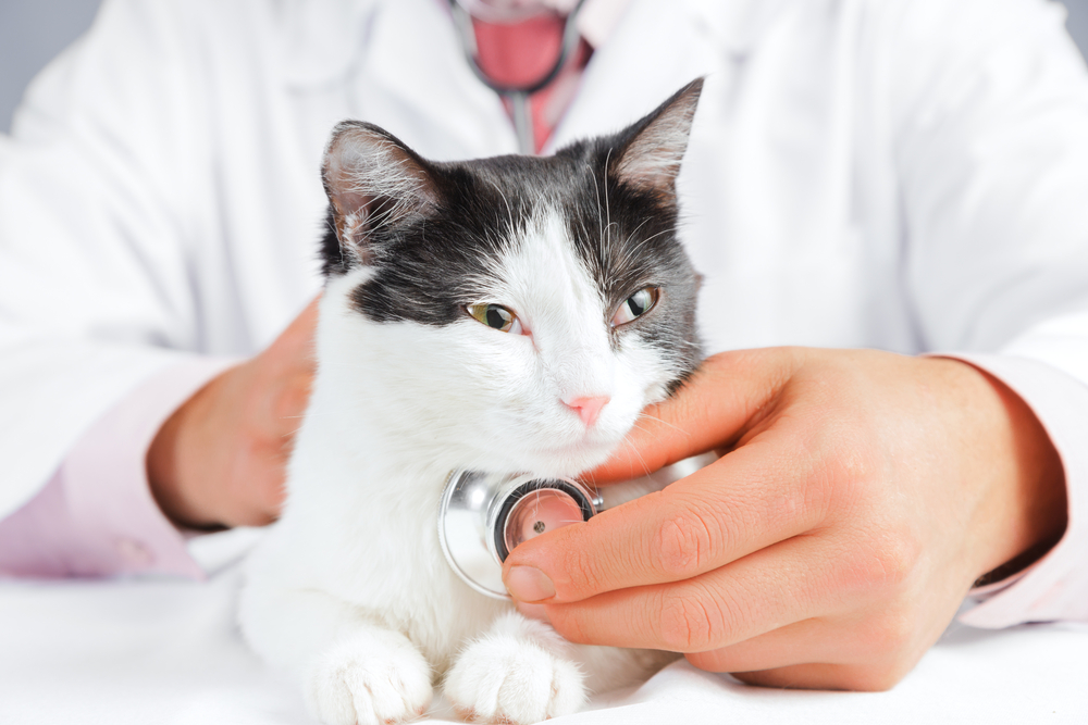 医者の診察を受ける猫