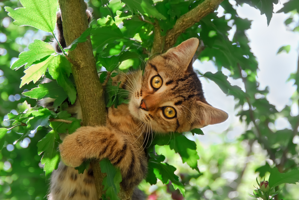A cute tabby kitten, European Shorthair, is climbing in a tree