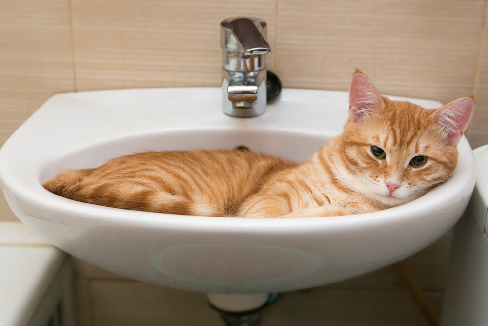 猫は洗面台が好き？猫が洗面台を好む理由とその場合の対策を紹介！