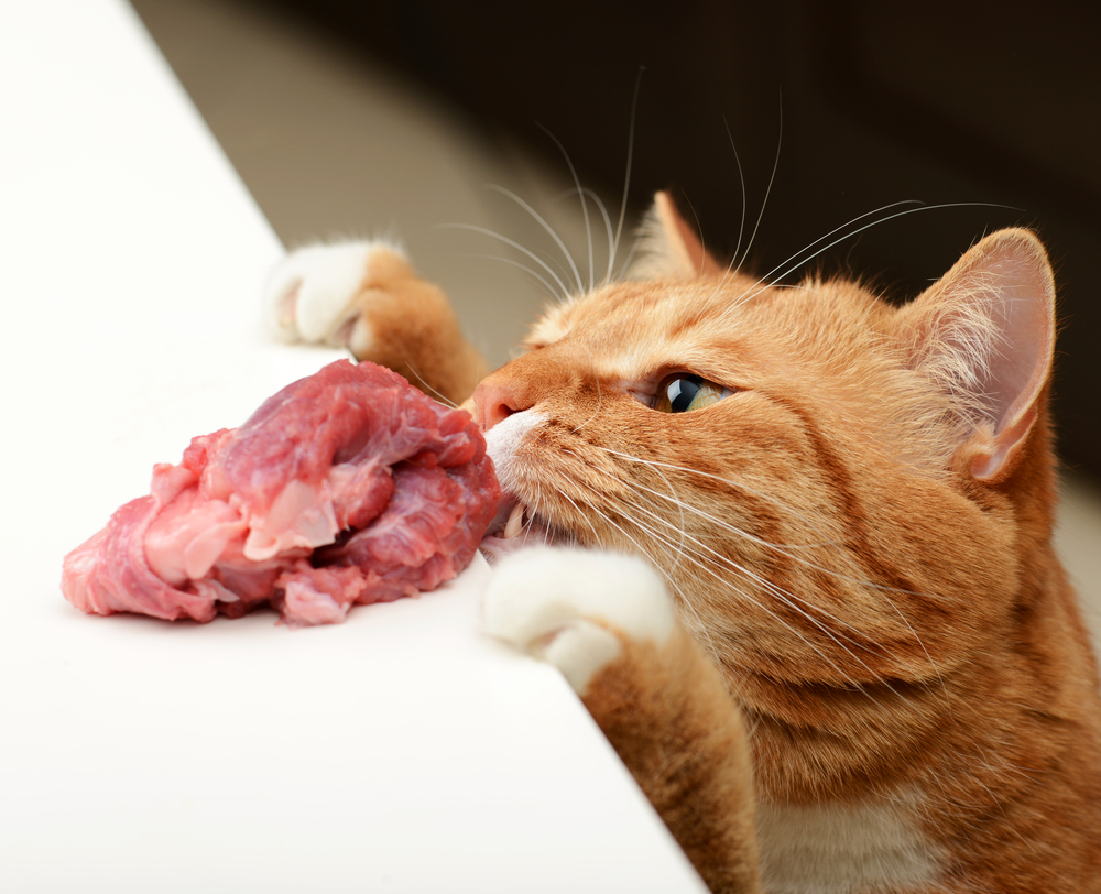 beautiful ginger cat eating raw meat