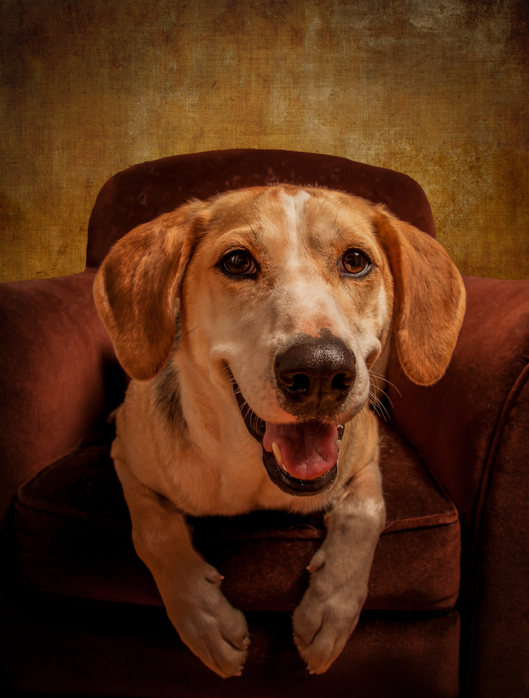 Foxhound beagle cross American dog posing in an armchair. Composed with a rich texturized effect.