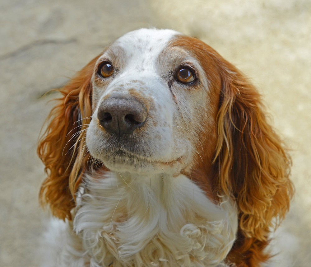 Welsh Springer Spaniel Dog Face