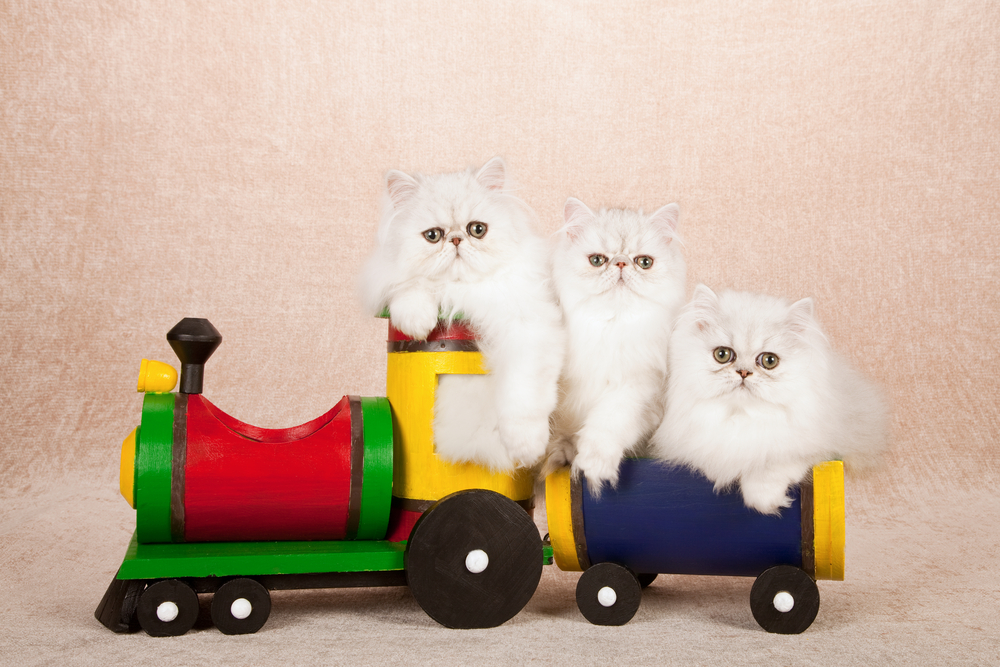 Silver Chinchilla kittens sitting inside colorful toy locomotive and train wagon on beige background  