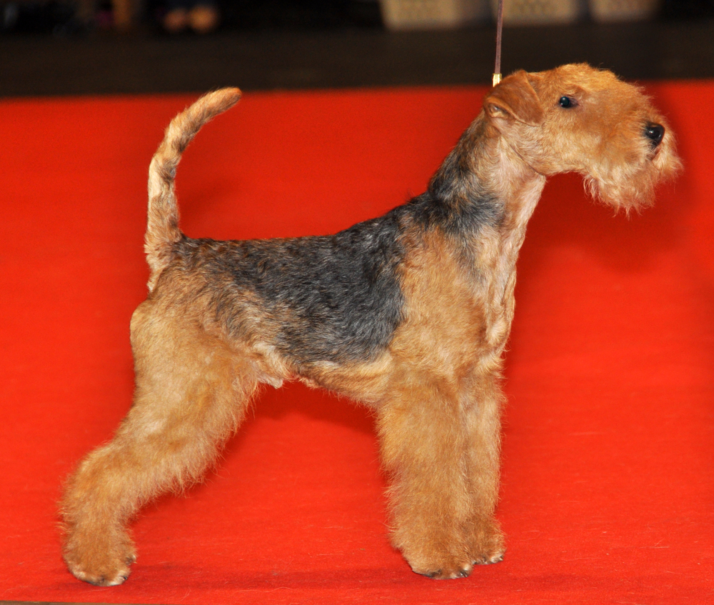 The Welsh Terrier is a Welsh breed of dog. It was originally bred for hunting fox, rodents and badger. It is colored tan on the head, legs and underbelly while having a black or grizzle saddle.