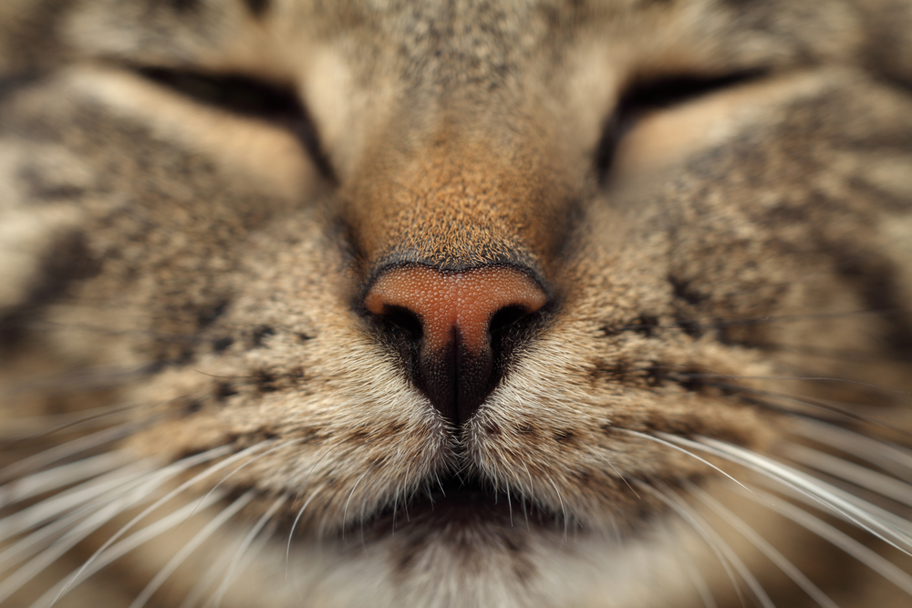 茶色い猫の鼻