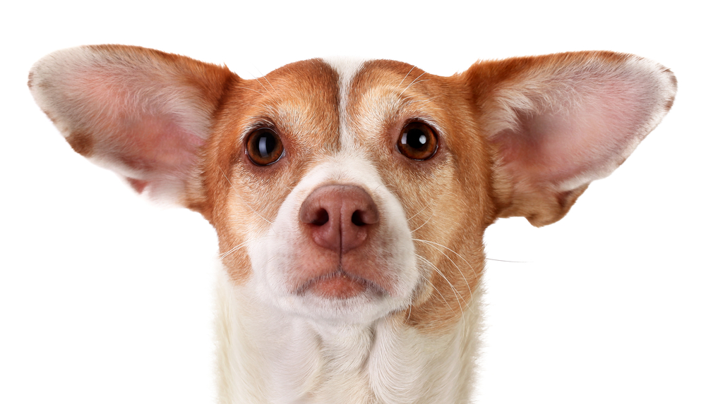 Focused mongrel dog with huge ears