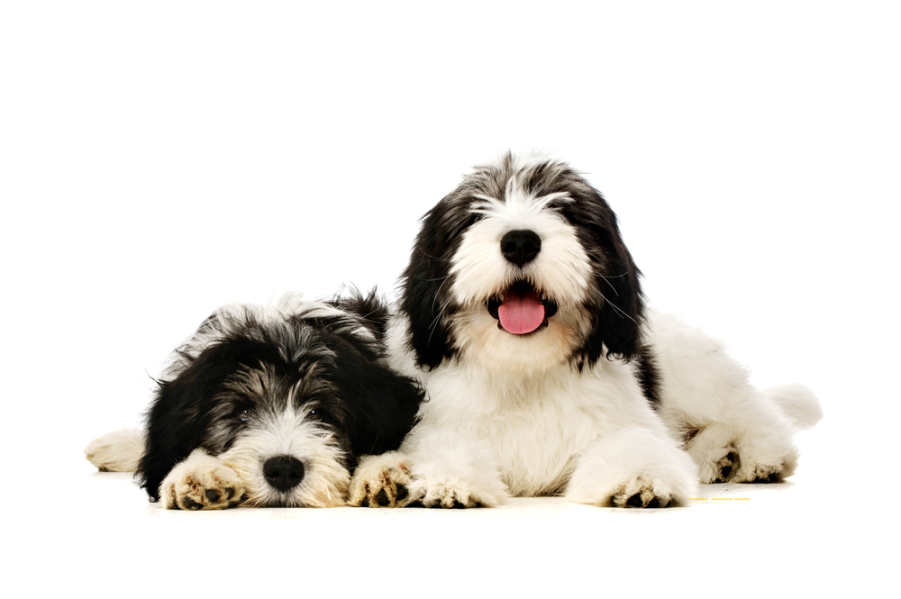 Two Polish Lowland Sheepdog laid and sat isolated on a white background