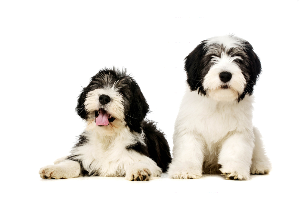 Two Polish Lowland Sheepdog laid and sat isolated on a white background