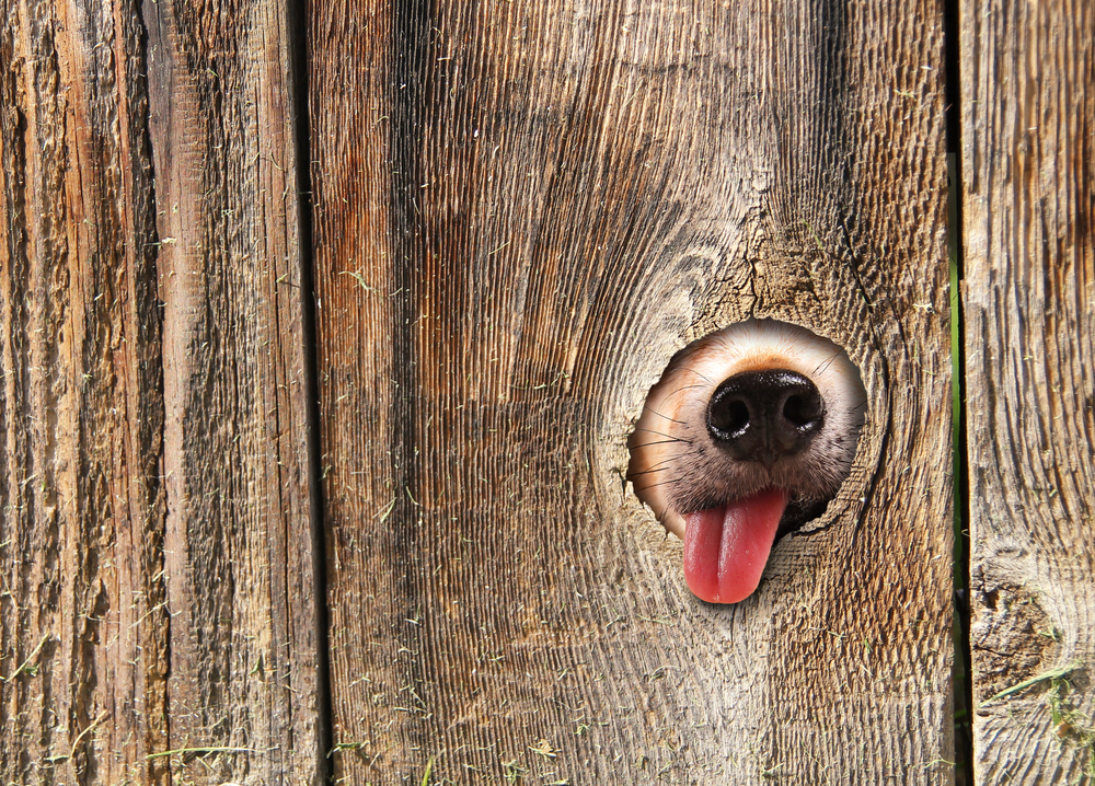 a cute dogs nose and tongue poking out of a hole in the fence licking and drooling