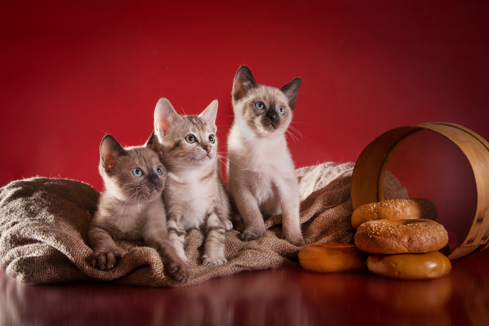 Tonkinese kittens