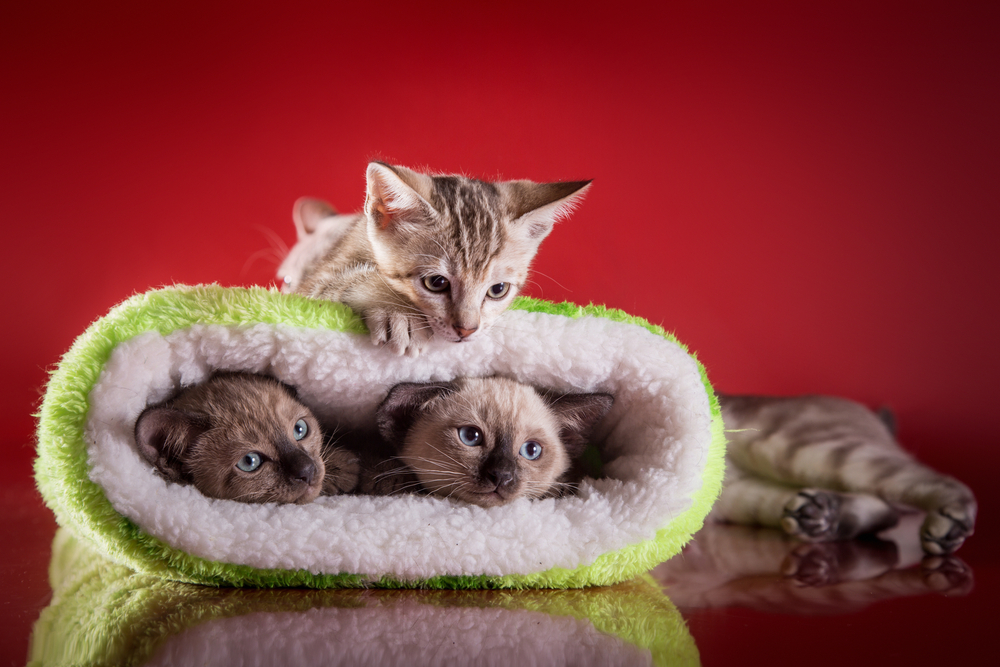 Tonkinese kittens