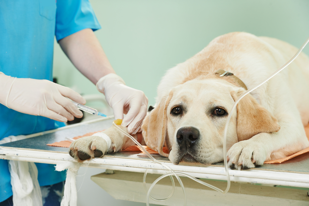病院で薬を投与されている犬