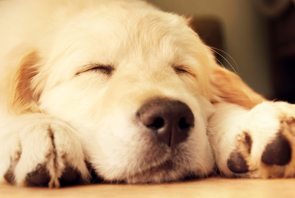 Cute golden retriever puppy taking a nap.