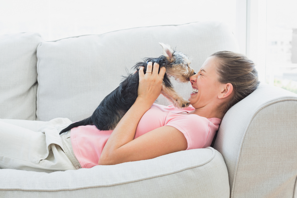 Happy woman playing with her yorkshire terrier on the couch at home in the living room