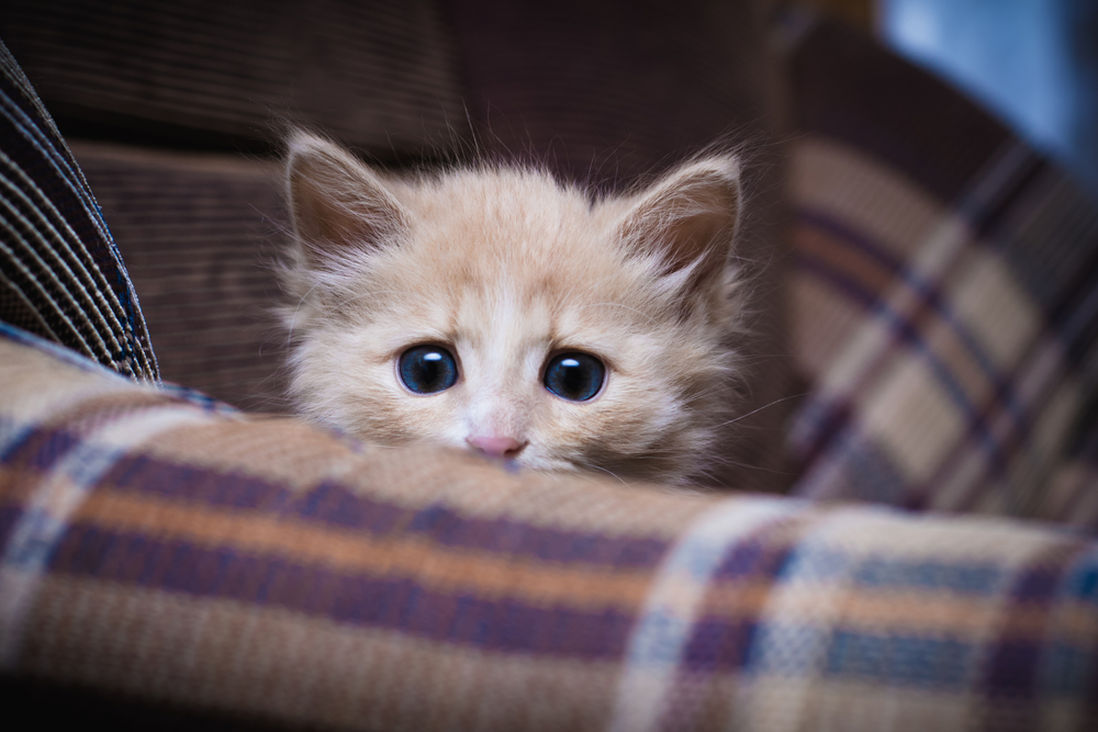 Scared kitten hiding at home.