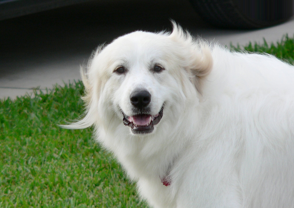 Portrait of Great Pyrenees dog