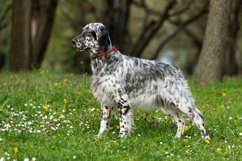 Cute blue belton English Setter dog is standing in a beautiful spring flowering meadow before a groves background
