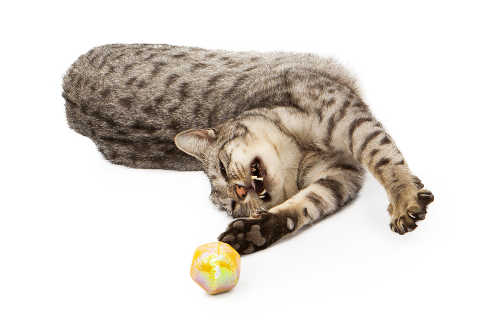 A happy young silver Ocicat breed of cat laying down and stretching to play with a ball