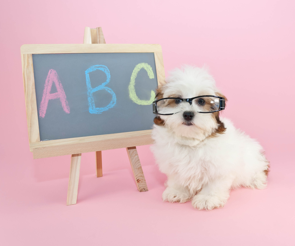 Silly puppy wearing glasses sitting beside a chalkboard with A,B,C, wrote on it.