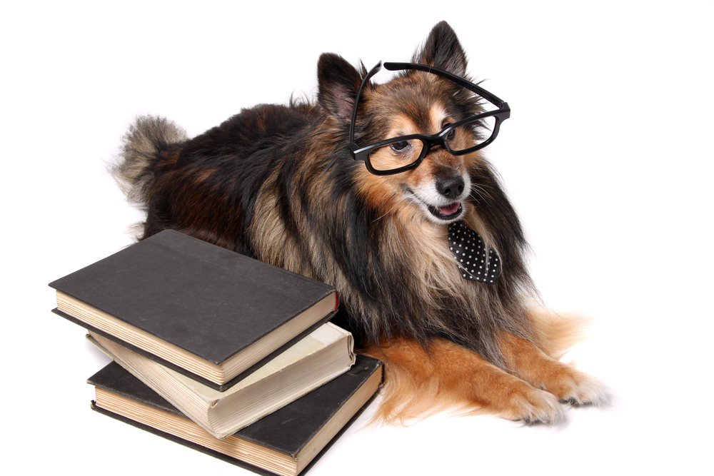 Sheltie or Shetland Sheepdog wearing a tie and glasses laying by a pile of text books