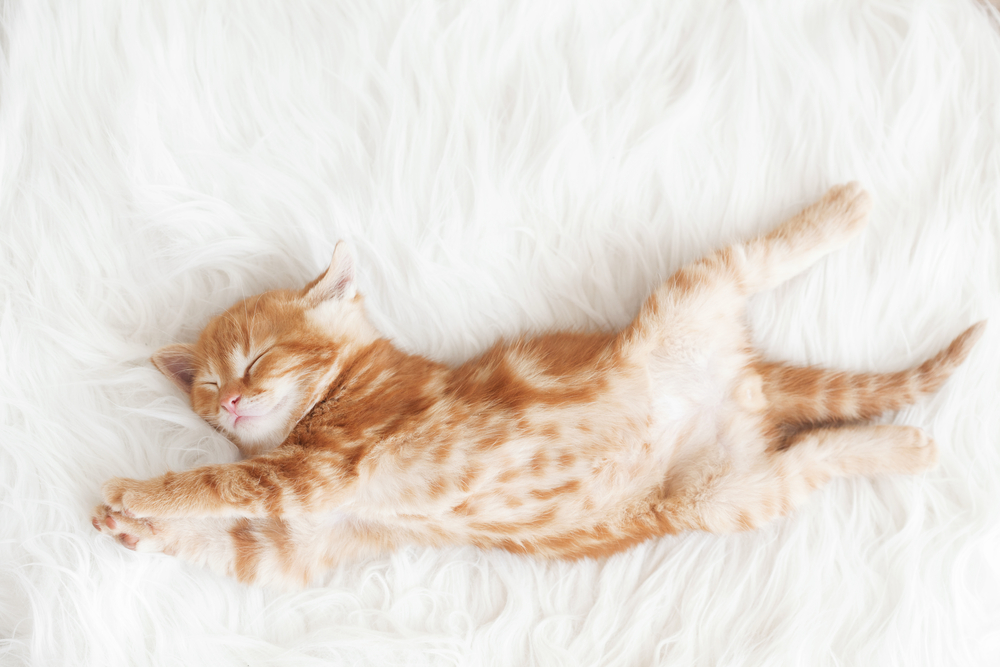 猫の気持ちや心理は寝姿から分かるってほんとう？猫の6つの寝姿をご紹介します！
