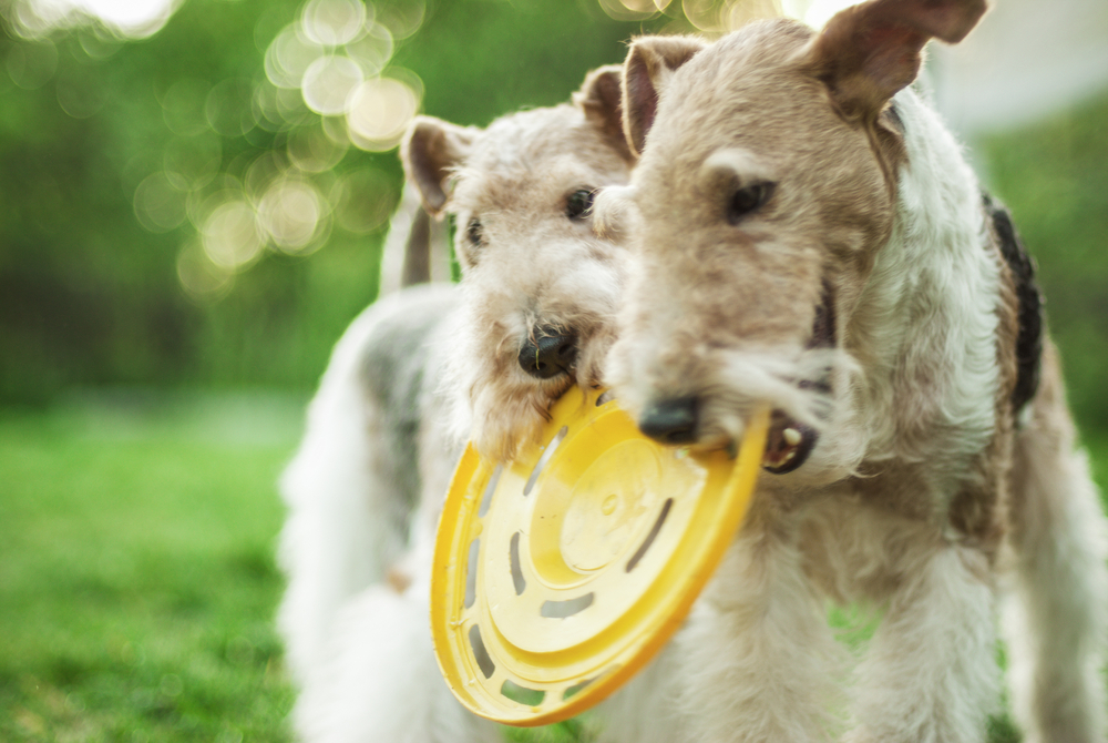 Two dog breeds Fox-Terrier play with plate on green lawn.