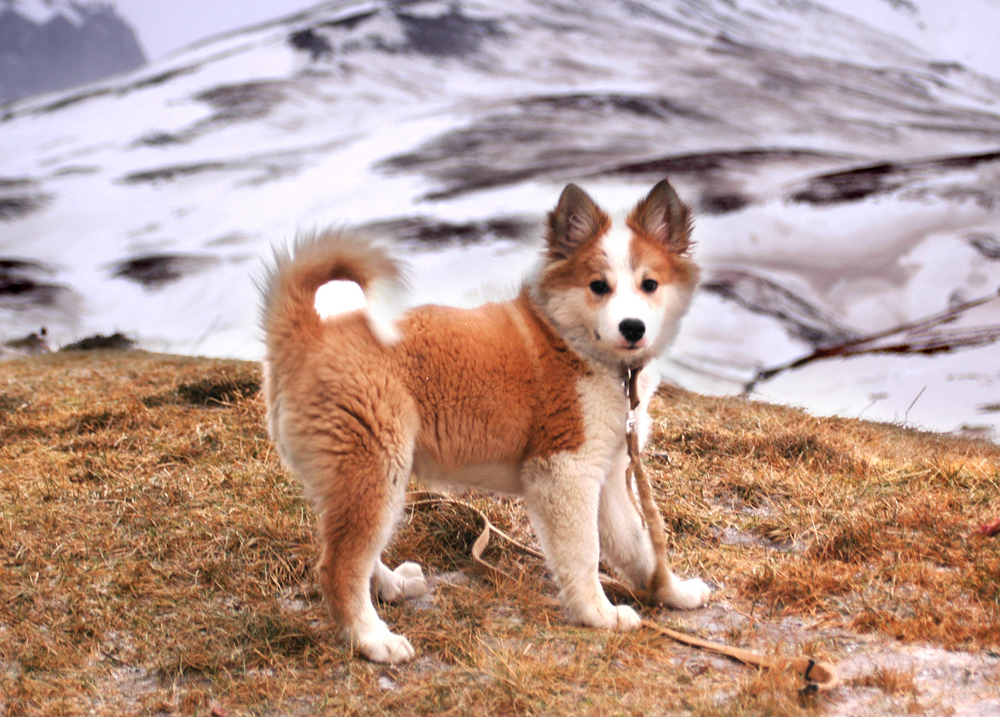 An Icelandic sheep dog puppy