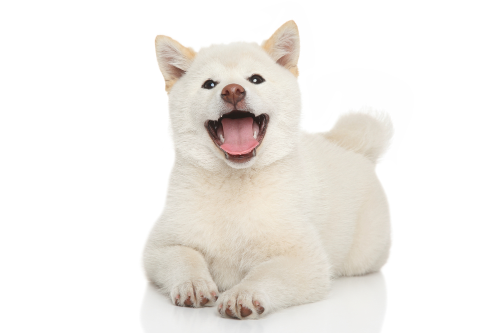 Happy Shiba-inu puppy posing on white background