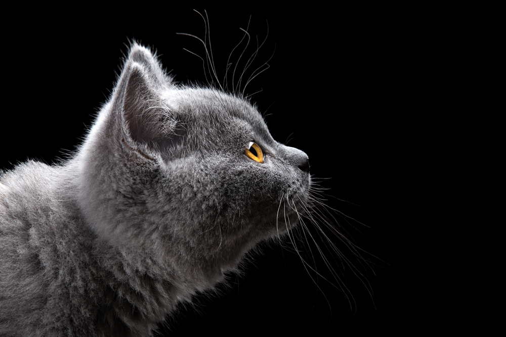 portrait of british short hair kitten on black background