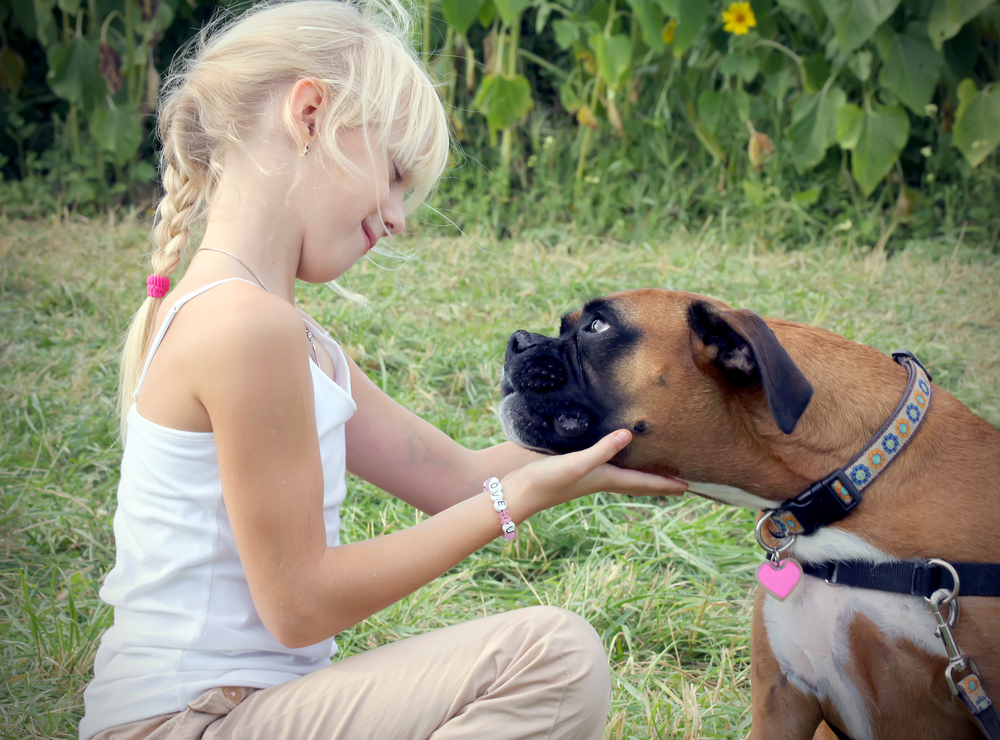Beautiful little girl playing with her dog. Boxer
