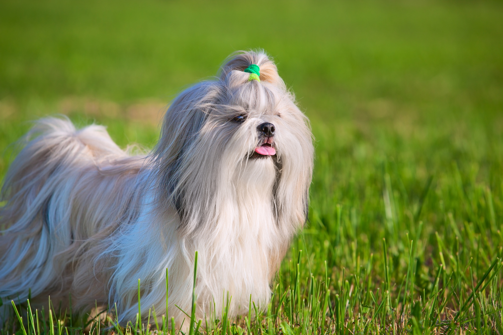 Shih tzu dog on grass.