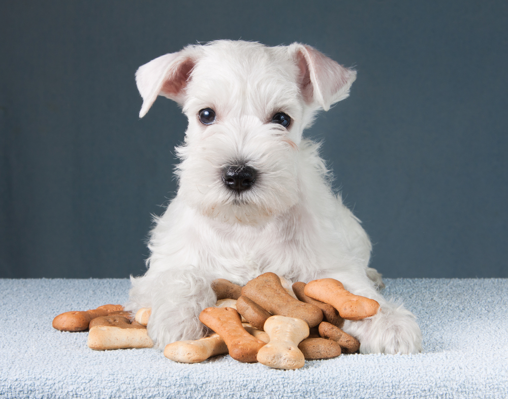 犬用クッキーの手作りレシピ３選！クッキーを与える量や注意点も解説！