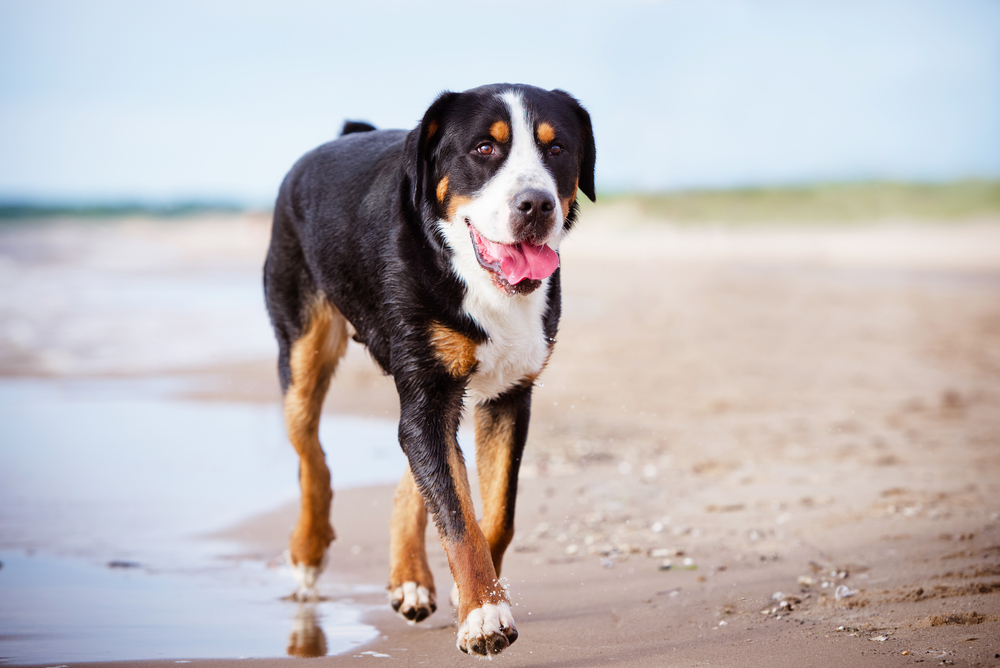 great swiss mountain dog on the beach