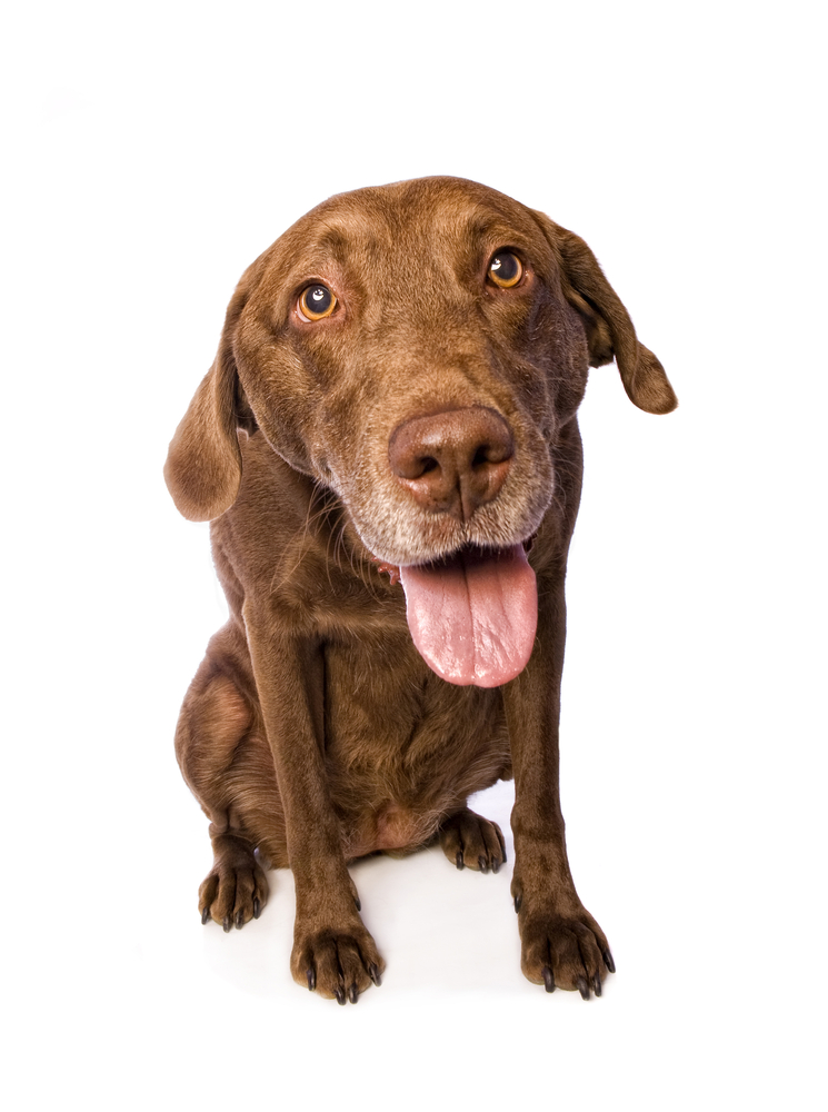 Cute Chesapeake Bay Retriever Dog sitting looking forward with mouth open and tongue out on white background