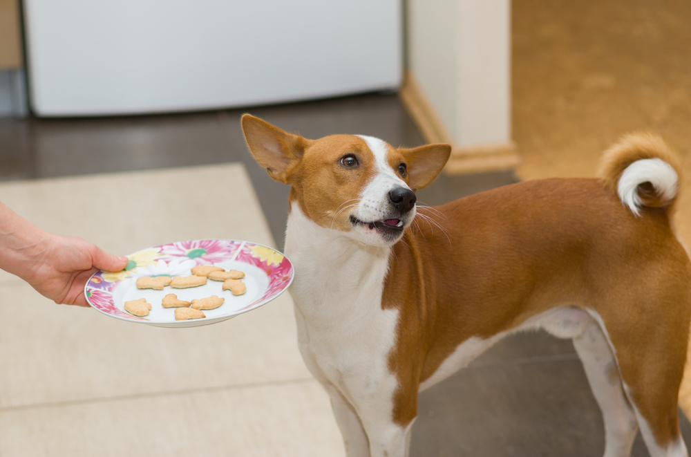 犬に嫌われる