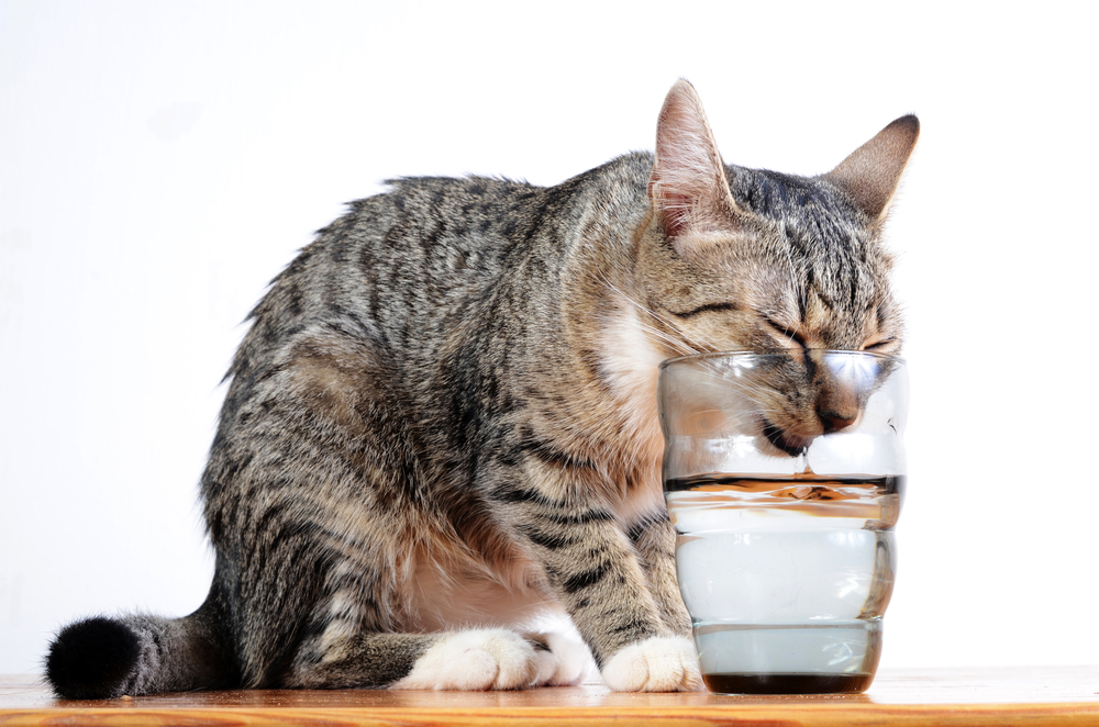 コップの水を飲もうとしている猫